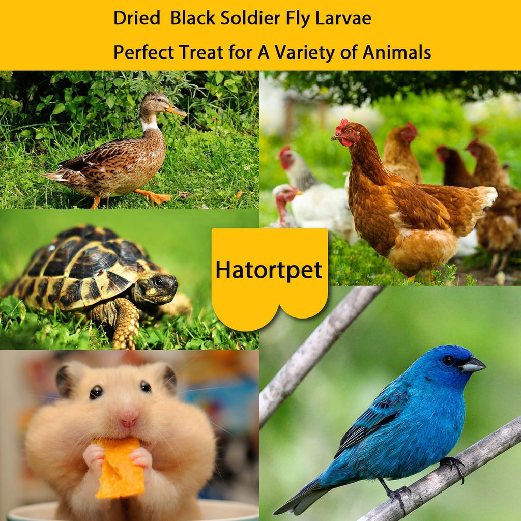 Dried Black Soldier Fly Larvae 10LB Treats for Chicken Wild Birds Ducks